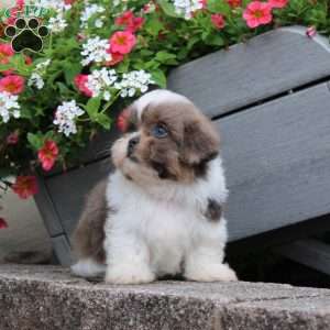 Robin, Teddy Bear Puppy